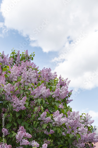 The branches of lilac bloom against the blue sky and clouds. Spring in the city. Great mood.
