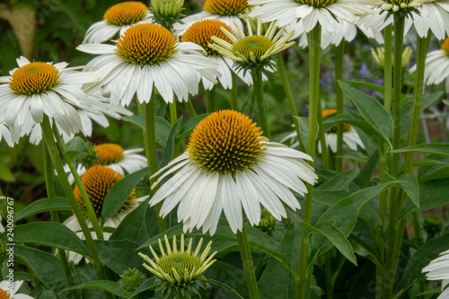 Nahaufnahme von einer Echinacea im Garten von Tulln