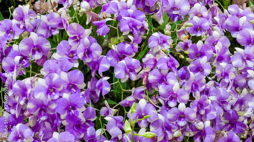 Pink Dendrobium orchids flower blossom in garden
