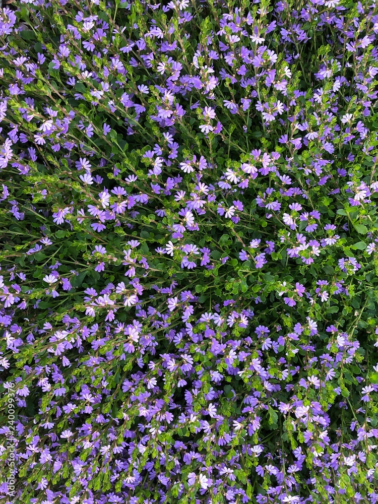Fototapeta premium Flowers 