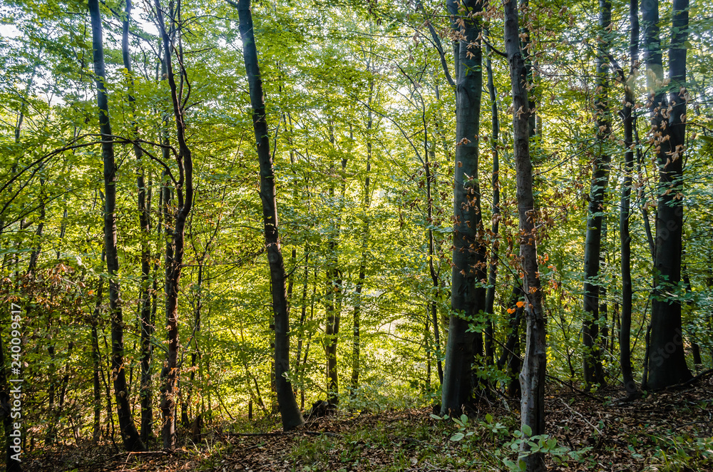 Fototapeta premium kwota jesienią