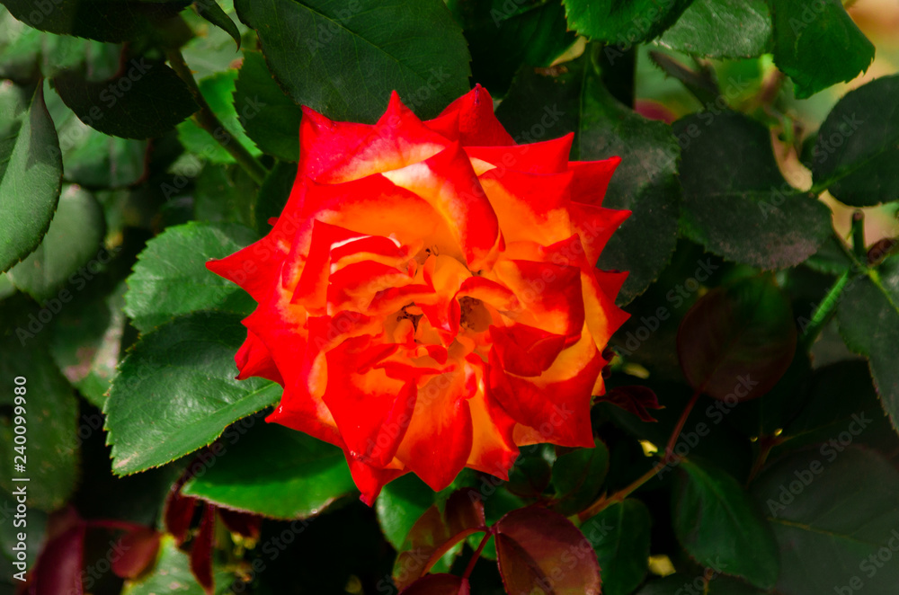 Red rose top view a green background