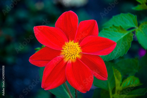 red flower dahlia mignon macro