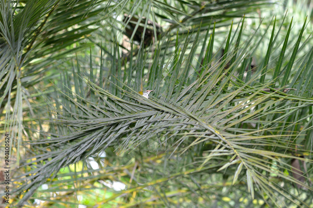 Palm tree bird Palm tree bird