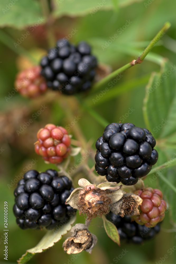 Wild blackberry. Wild blackberry.