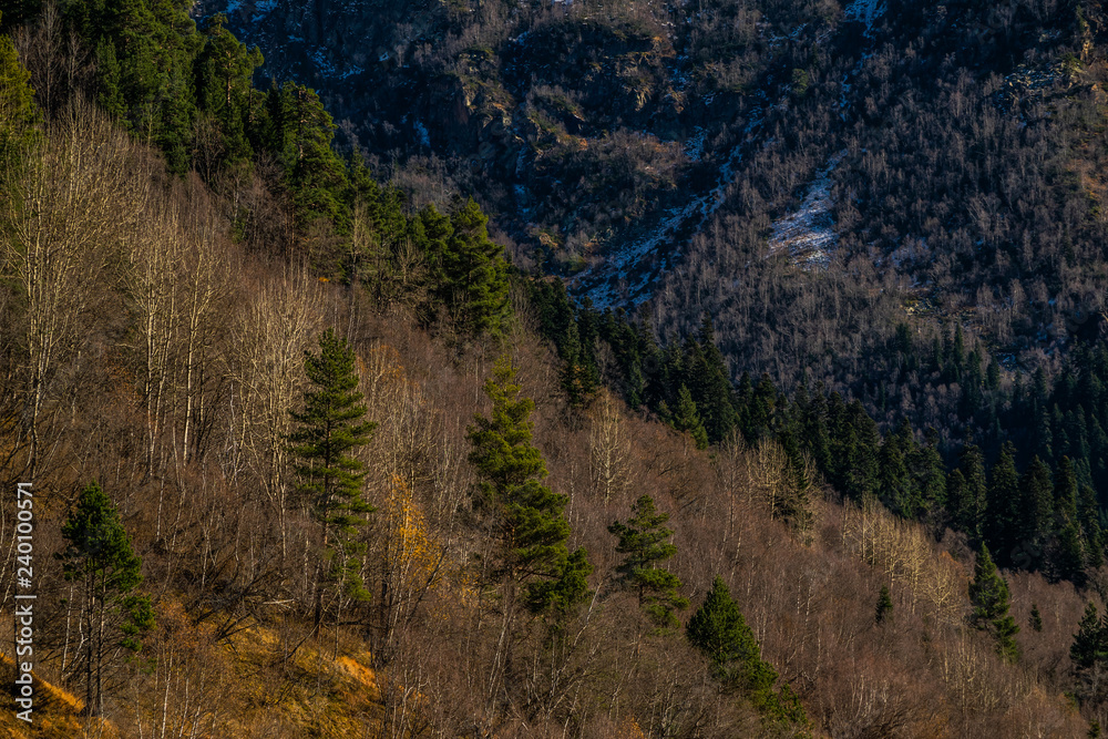 small green pine trees on hill in front of mountain in autumn