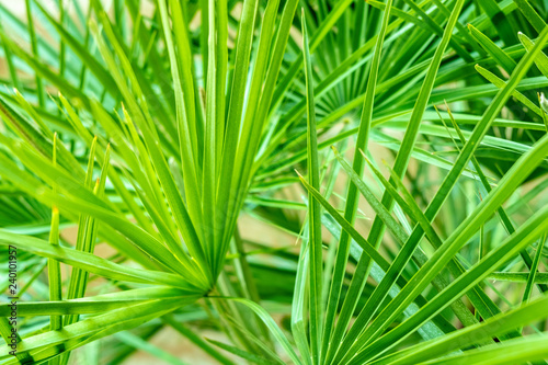 green palm leafs