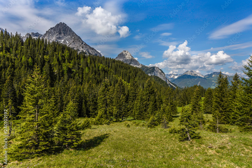 Alpine forest in front of the Mieminger Kette mountain range, Ehrwald, Tyrol, Austria