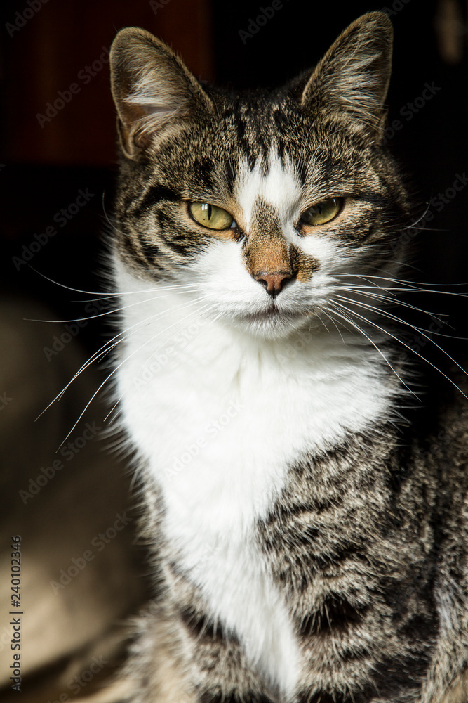 Loving cat stands proudly posing in front of the lens with an almost defiant look