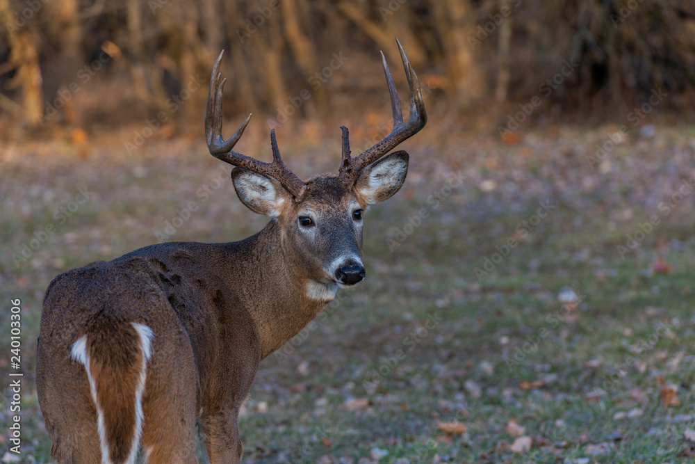 Red deer in the forest Red deer in the forest