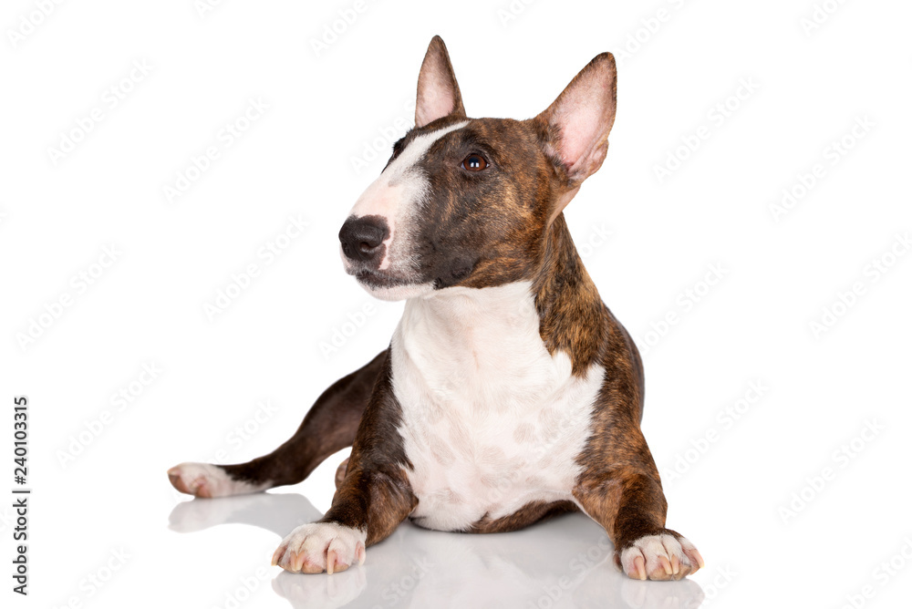 miniature bull terrier dog lying down on white background
