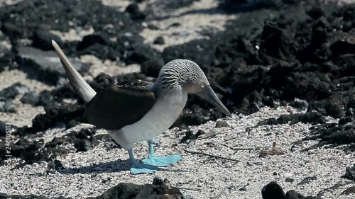 Blue footed Booby bird on Galapagos Islands