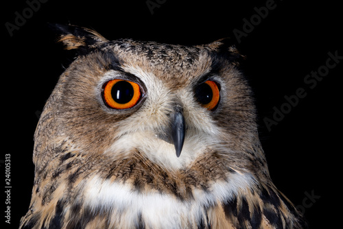 owl nature wild face black look eyes wildlife hunter bird