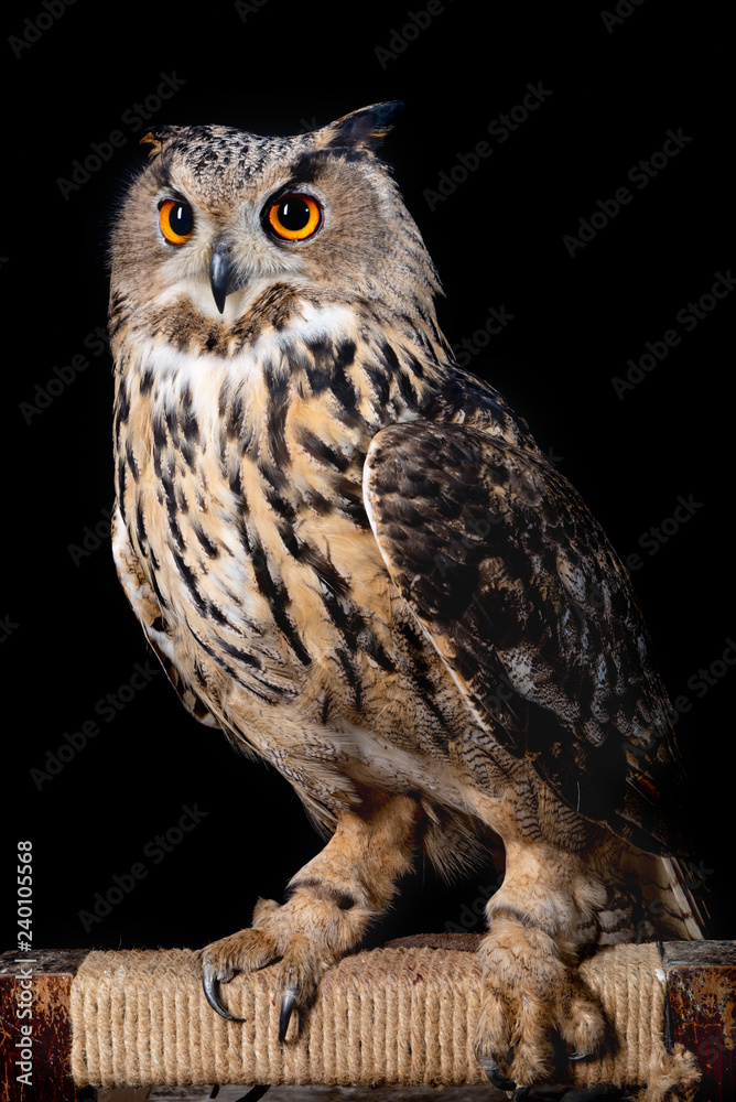 Obraz premium owl nature wild face black look eyes wildlife hunter bird