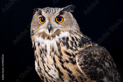 owl nature wild face black look eyes wildlife hunter bird