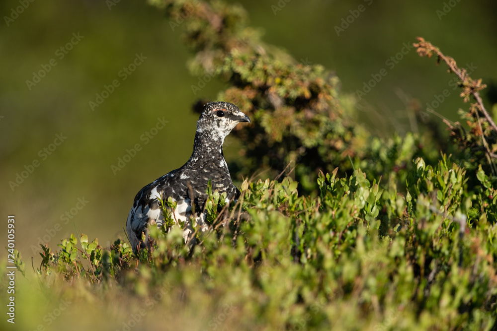 Obraz premium Rock ptarmigan in the scandinavian fell