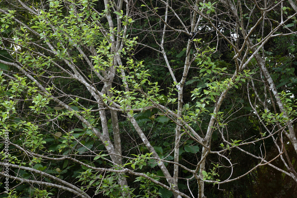Tree - wildlife 2 Tree - wildlife 2