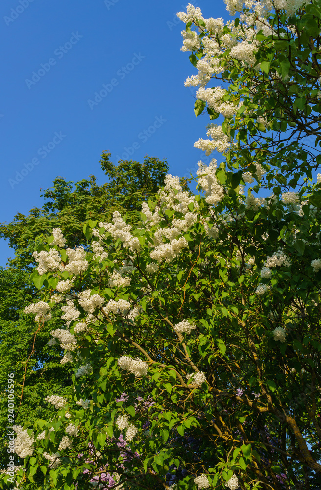 Brush white terry lilac with leaves against the background of the spring sky