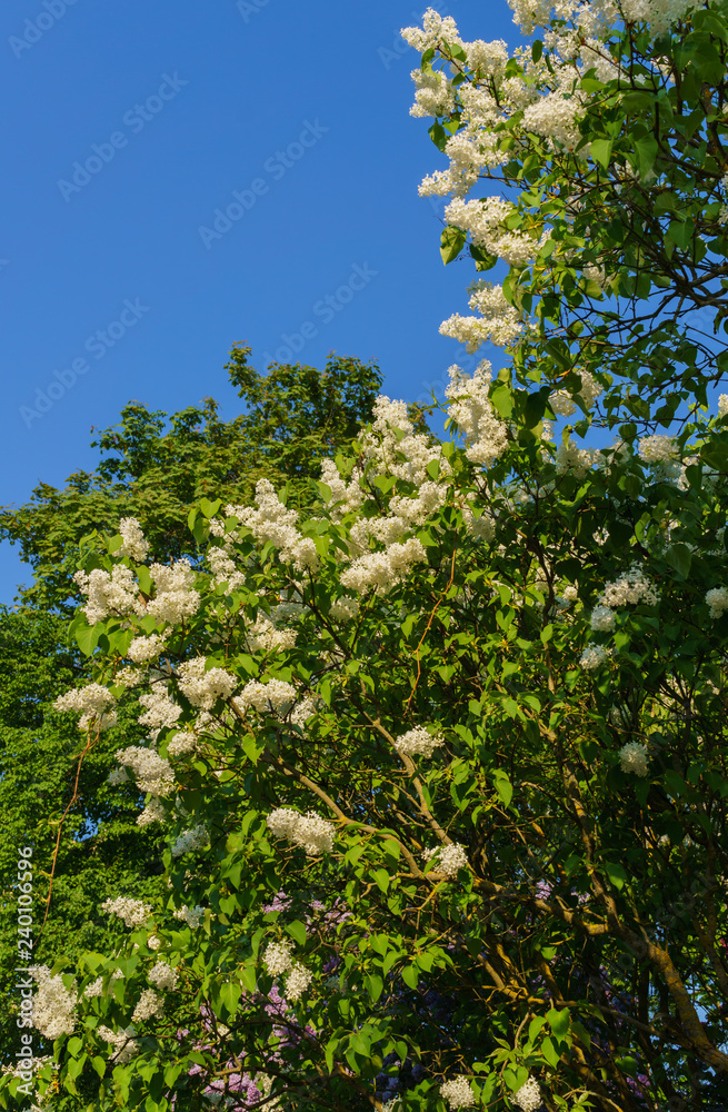 Fototapeta premium Brush white terry lilac with leaves against the background of the spring sky