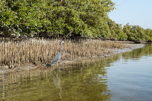 Western Reef Heron in Mangrove National Park  UAE