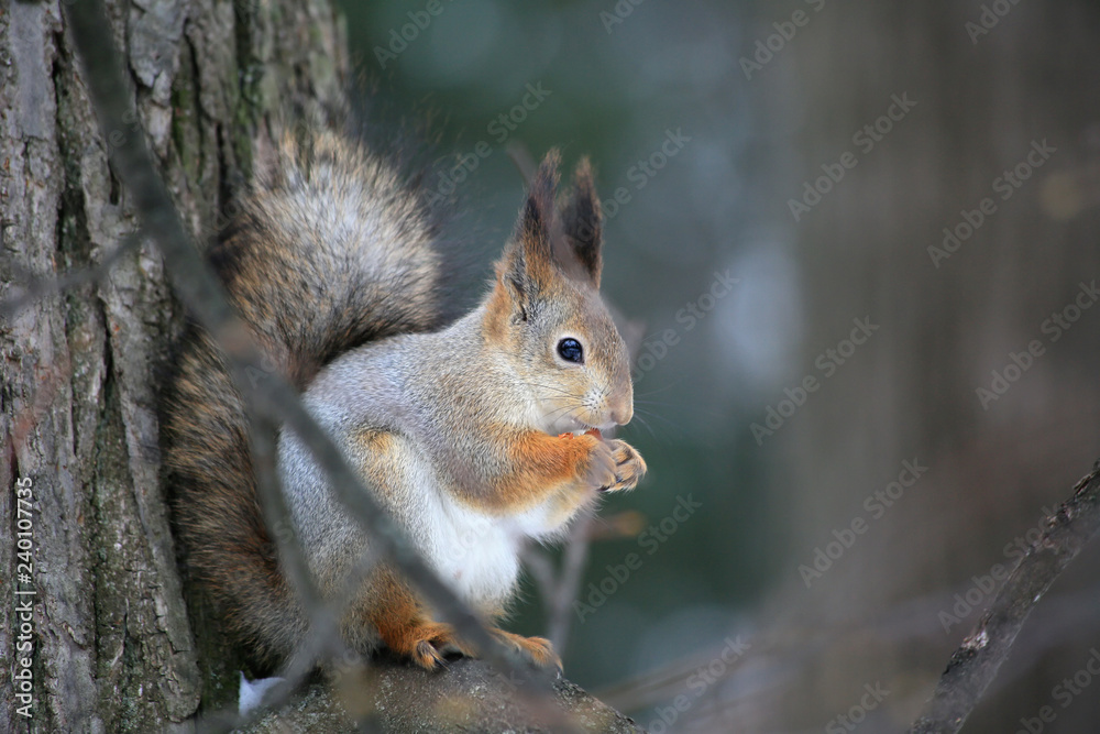 Squirrel in the forest sitting on a tree Squirrel in the forest sitting on a tree