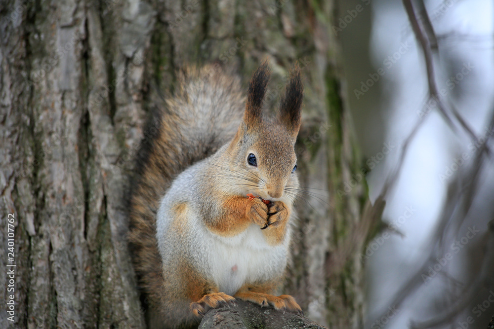 Squirrel in the forest sitting on a tree Squirrel in the forest sitting on a tree