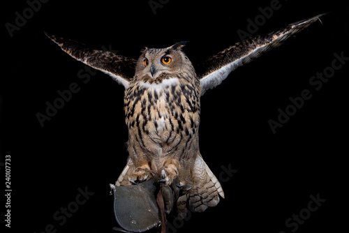 owl nature wild face black look eyes wildlife hunter bird