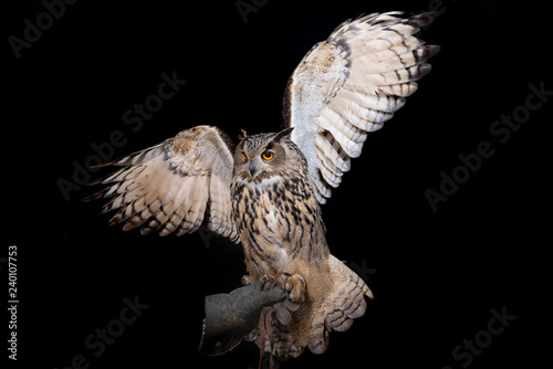 owl nature wild face black look eyes wildlife hunter bird
