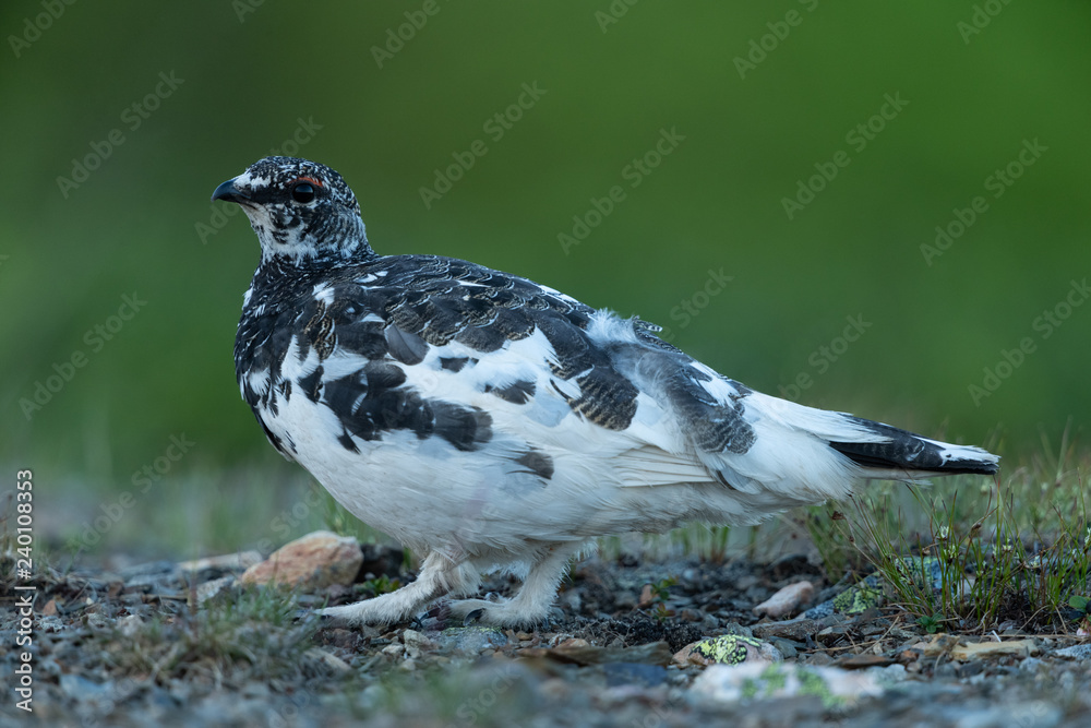 Rock ptarmigan in the scandinavian fell Rock ptarmigan in the scandinavian fell