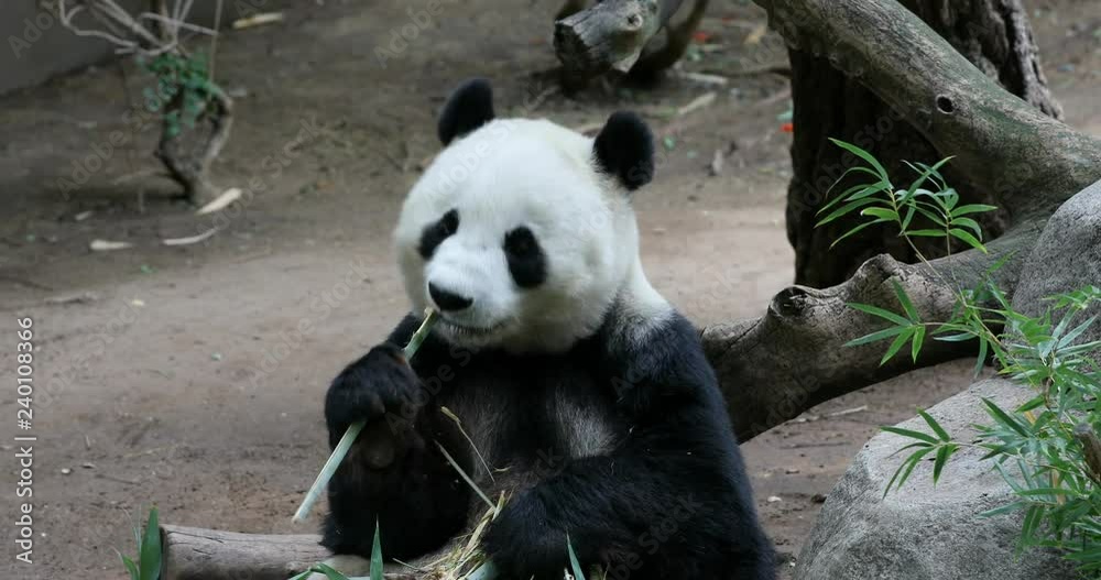 Panda eating bamboo San Diego California. The giant panda black and white from mountains of central China. Few survive with only a few dozen outside the country.