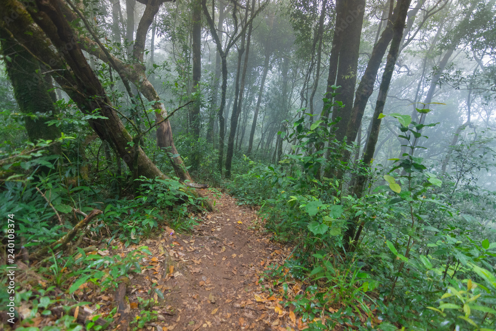 Obraz premium dirt walkway in tropical rainforest plants at mon jong international park Chaingmai, Thailand