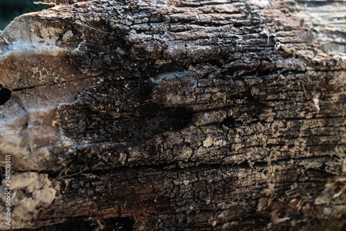 The old wood surface