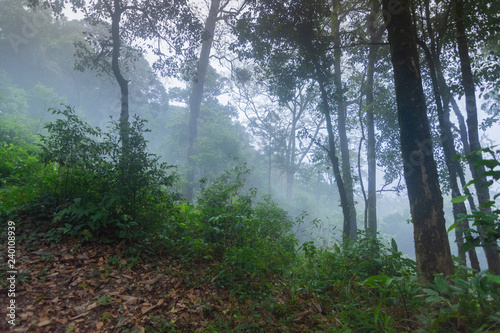 dirt walkway in tropical rainforest plants at mon jong international park Chaingmai  Thailand