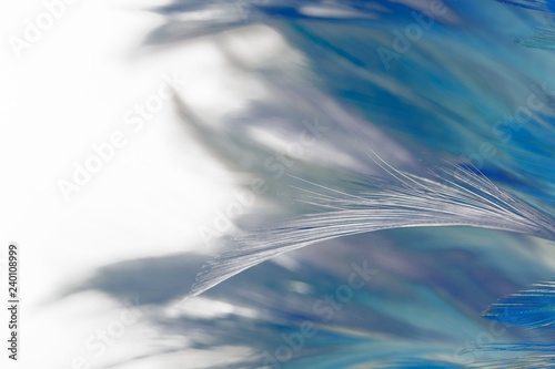 Colorful close up feather soft blue - brown pattern texture background