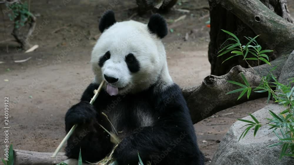 Panda eating bamboo San Diego California. The giant panda black and white from mountains of central China. Few survive with only a few dozen outside the country. Once as low as a few hundred now 3000.