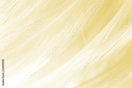 Photography yellow vintage color trends feather texture background