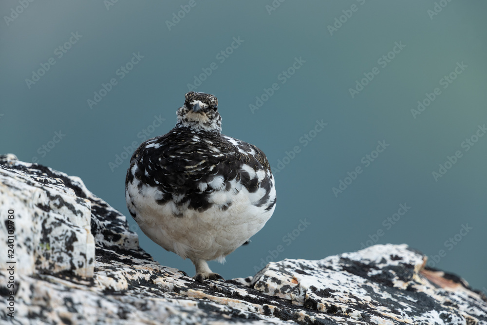 Rock ptarmigan in the scandinavian fell Rock ptarmigan in the scandinavian fell