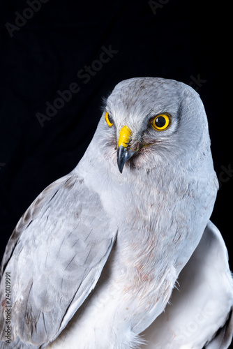 falcon bird wildlife peregrine eye fast hawk wing prey nature 