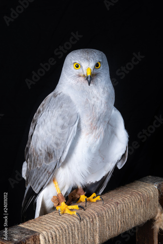 falcon bird wildlife peregrine eye fast hawk wing prey nature 