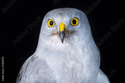 falcon bird wildlife peregrine eye fast hawk wing prey nature 