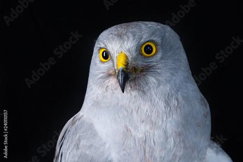 falcon bird wildlife peregrine eye fast hawk wing prey nature 