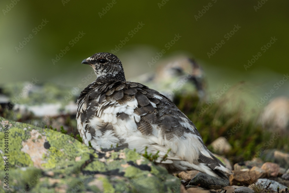 Rock ptarmigan in the scandinavian fell Rock ptarmigan in the scandinavian fell