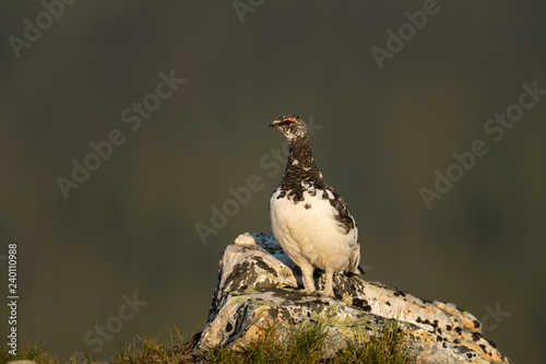 Rock ptarmigan in the scandinavian fell