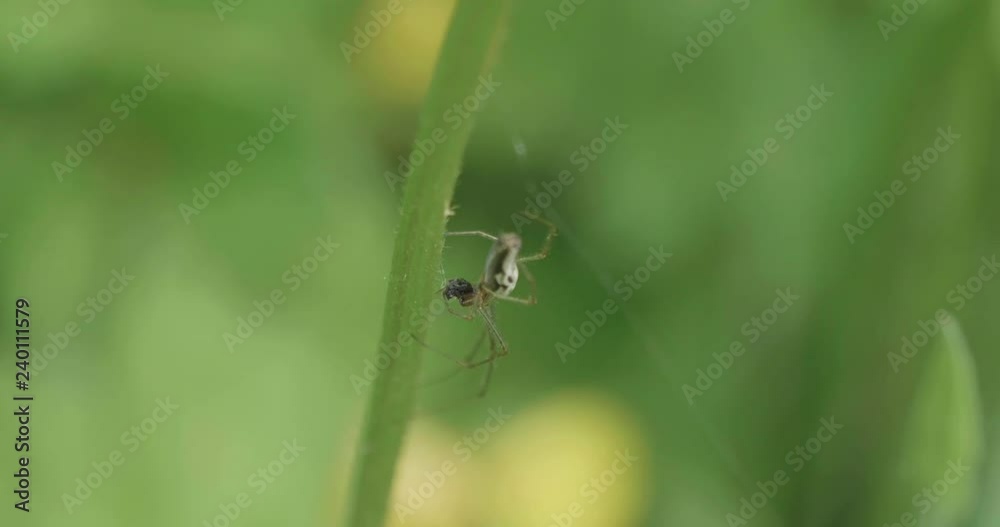 hand hold shoot close up view a spider climbing on green stem in summer garden hand hold shoot close up view a spider climbing on green stem in summer garden