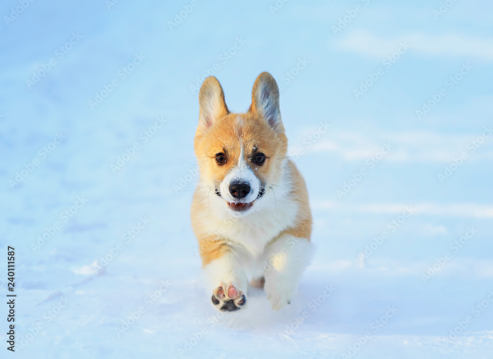 chubby red Corgi puppy is having fun in the white snow in the winter Park for a walk