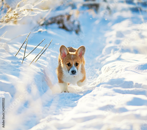cute little chubby red Corgi puppy is having fun in the white snow in the winter Park for a walk © nataba