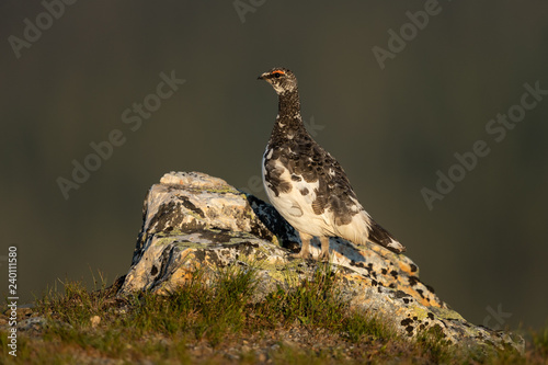Slika na platnu Rock ptarmigan in the scandinavian fell