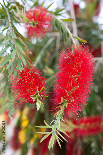 Crimson Bottlebrush