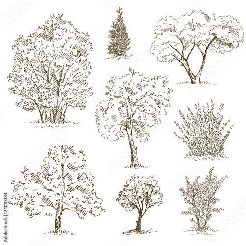 Hand drawn tree sketches set. Vector illustration.