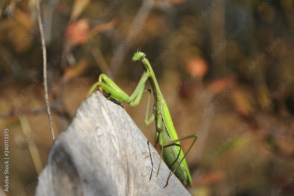 European mantis or Mantis religiosa sitting on white wooden old trunk, close up macro detail side view, soft blurry yellow grass background European mantis or Mantis religiosa sitting on white wooden old trunk, close up macro detail side view, soft blurry yellow grass background